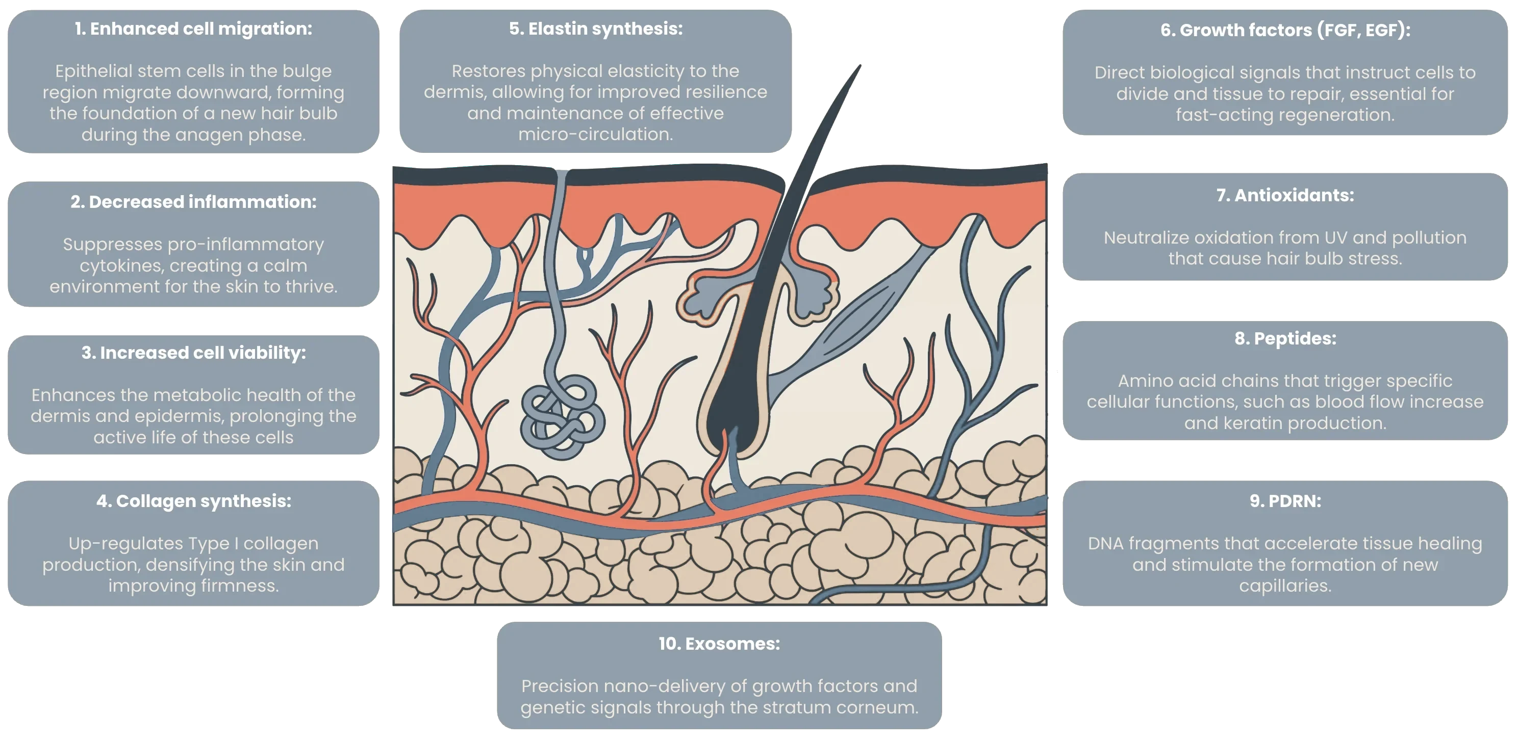 Skin cross-section illustrating ten mechanisms attributed to a full conditioned-media environment: enhanced cell migration, decreased inflammation, increased cell viability, collagen synthesis, elastin synthesis, growth factors, antioxidants, peptides, polynucleotides (PDRN), and exosomes.
